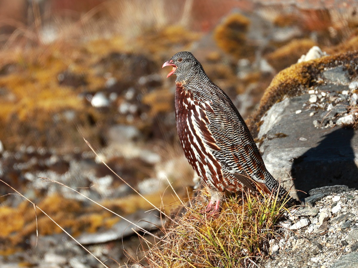 Snow Partridge - ML646893520