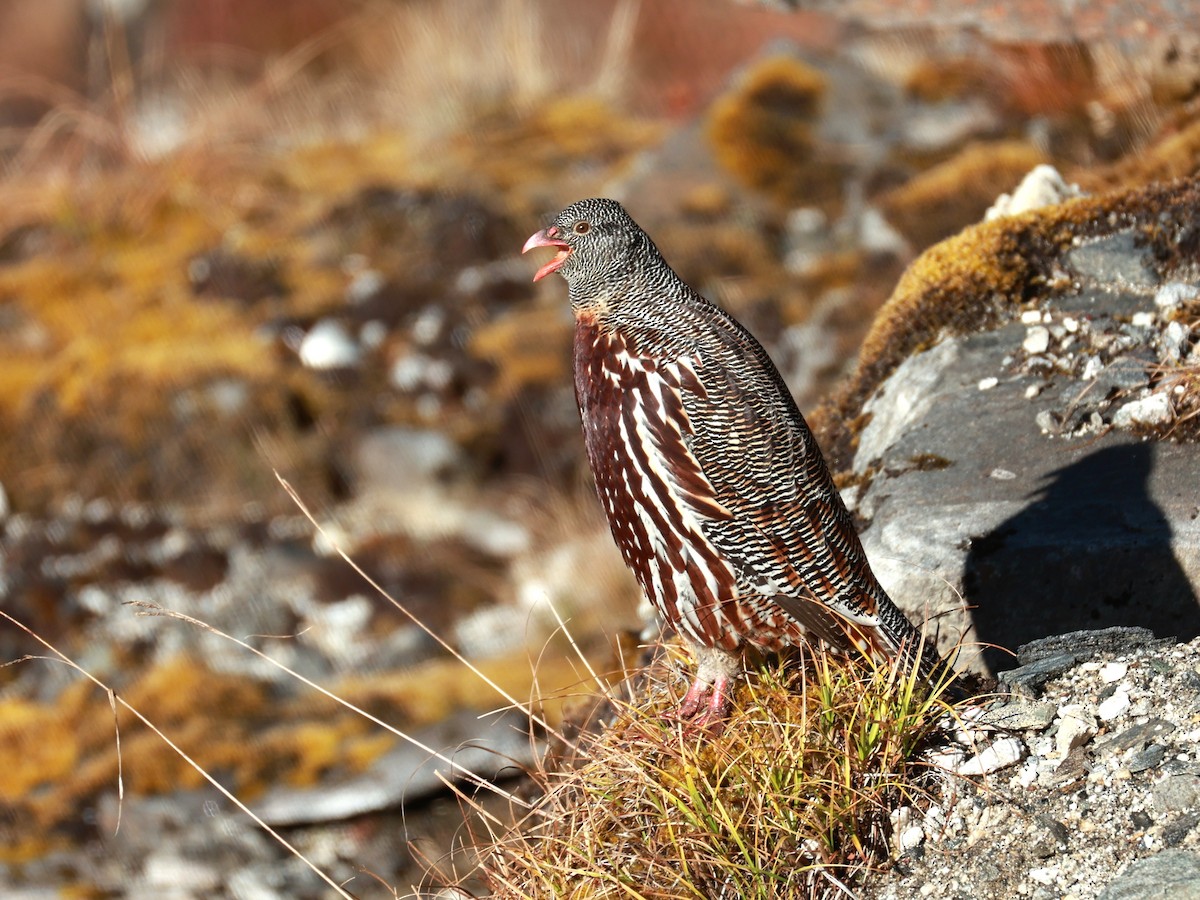 Snow Partridge - ML646893521