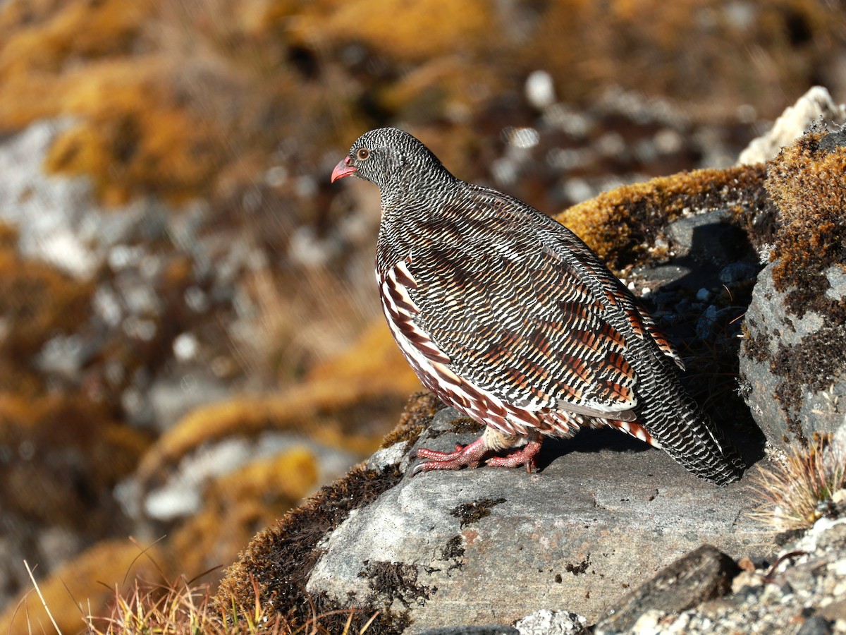 Snow Partridge - ML646893522