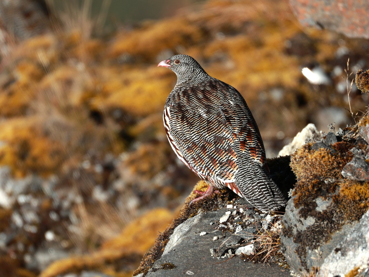 Snow Partridge - ML646893523