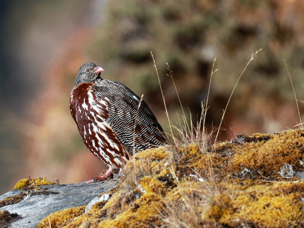 Snow Partridge - ML646893524