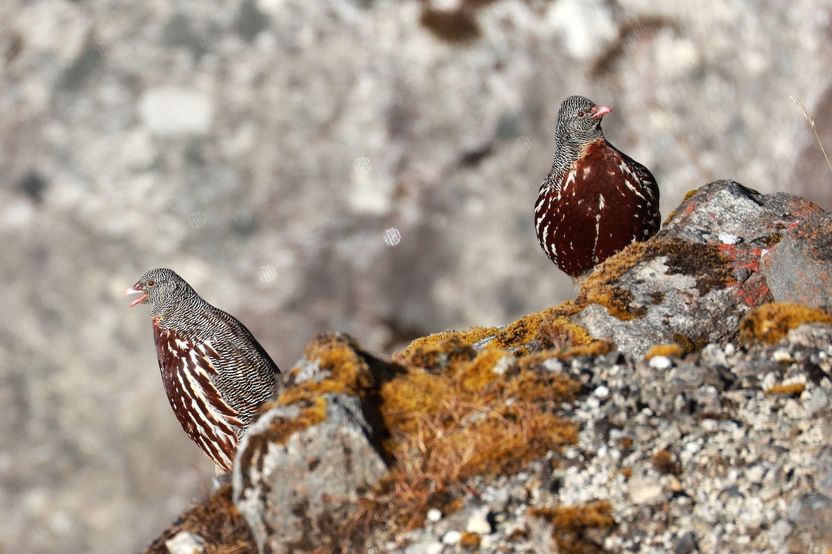 Snow Partridge - ML646893525