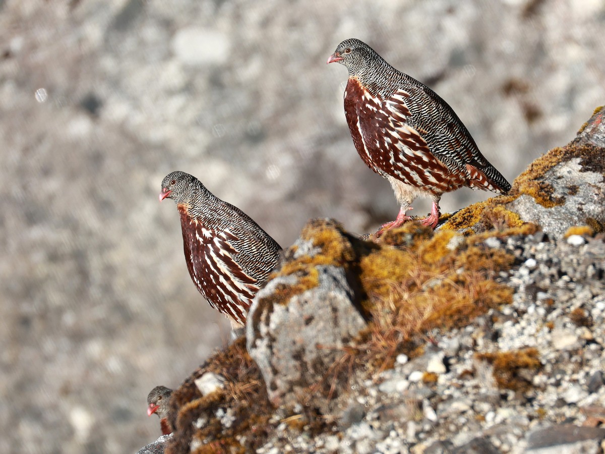 Snow Partridge - ML646893526