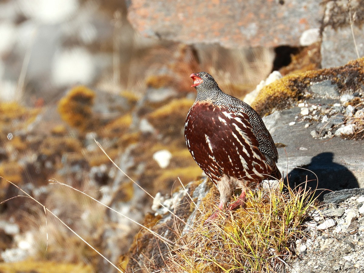 Snow Partridge - ML646893527