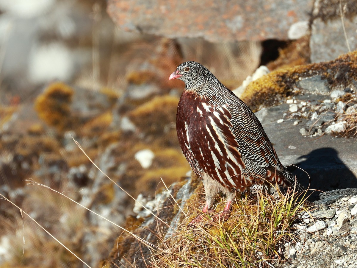 Snow Partridge - ML646893528