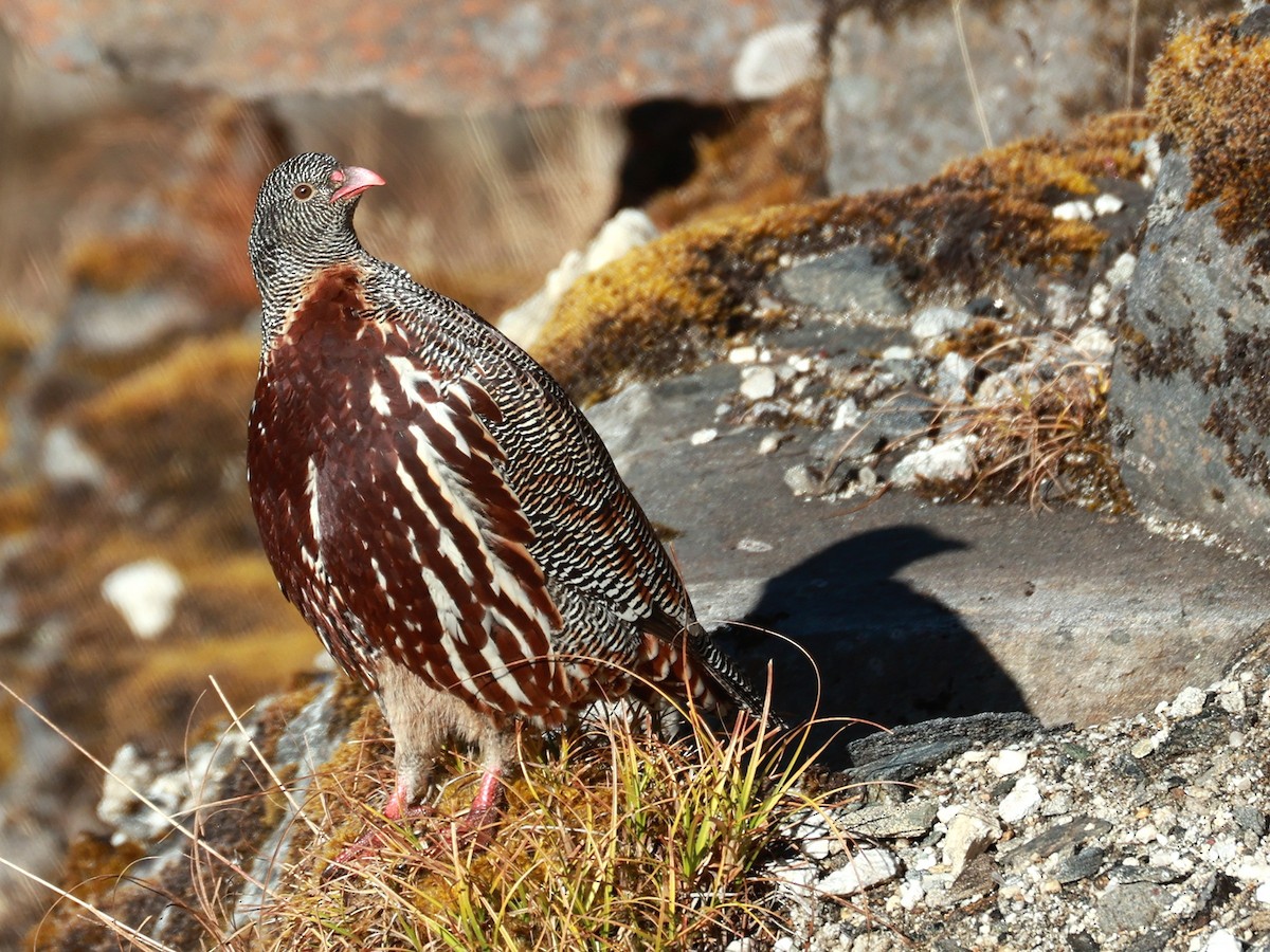 Snow Partridge - ML646893529