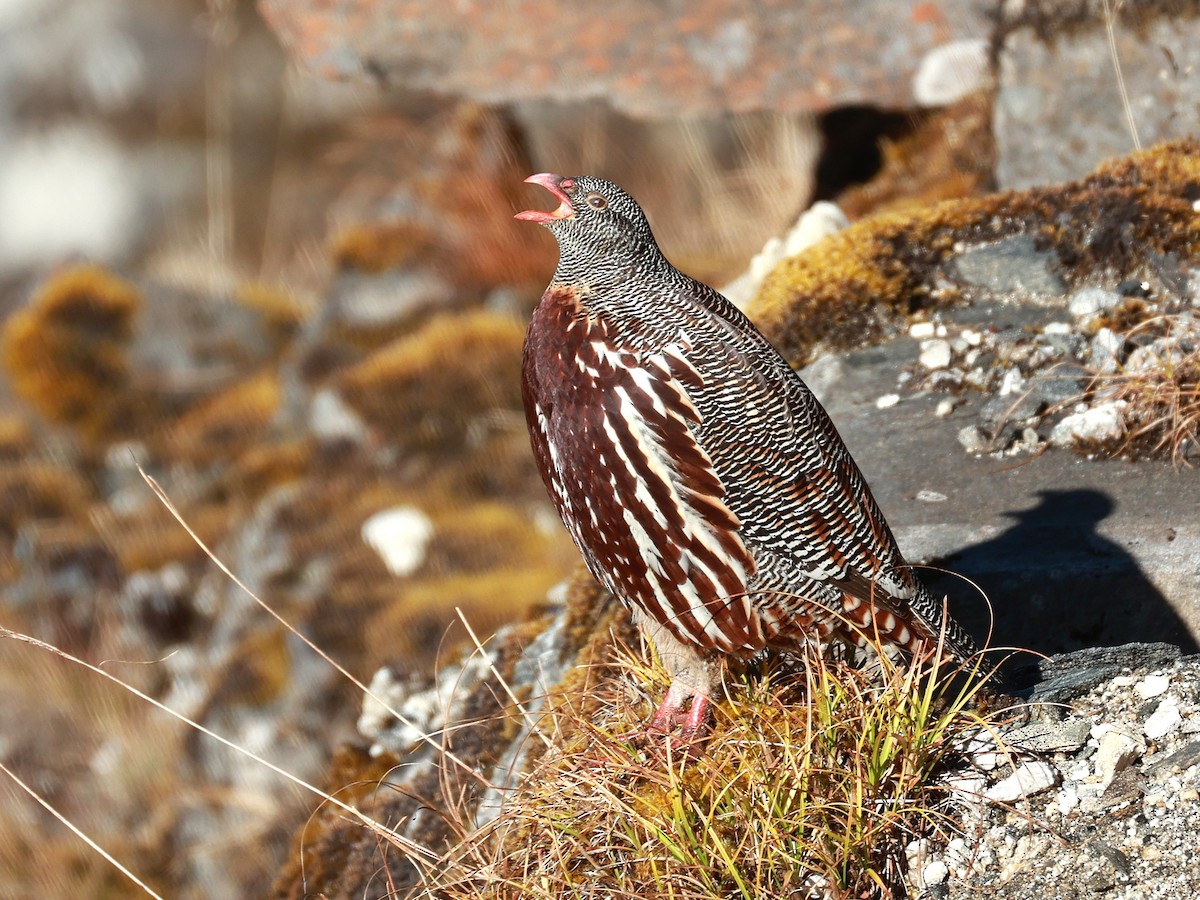 Snow Partridge - ML646893530