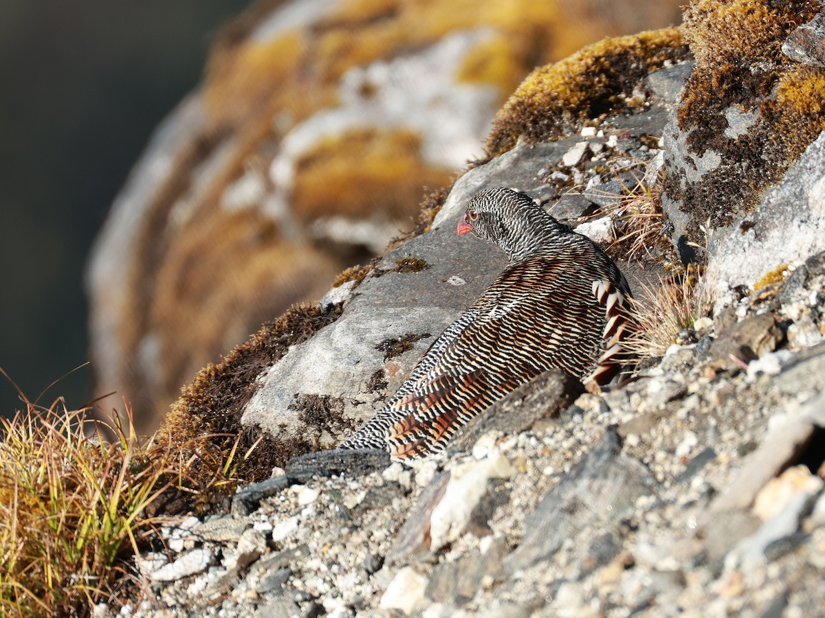 Snow Partridge - ML646893531