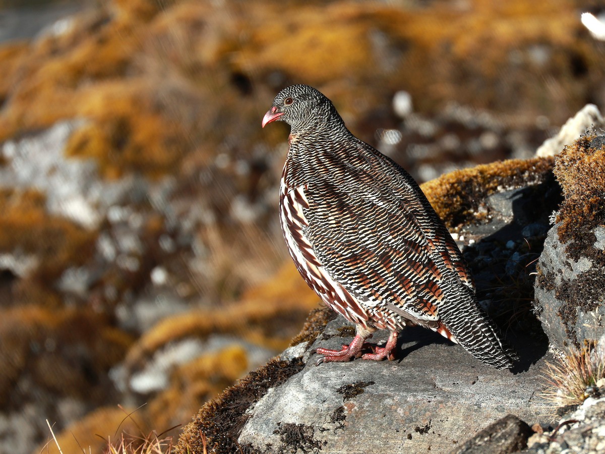 Snow Partridge - ML646893532