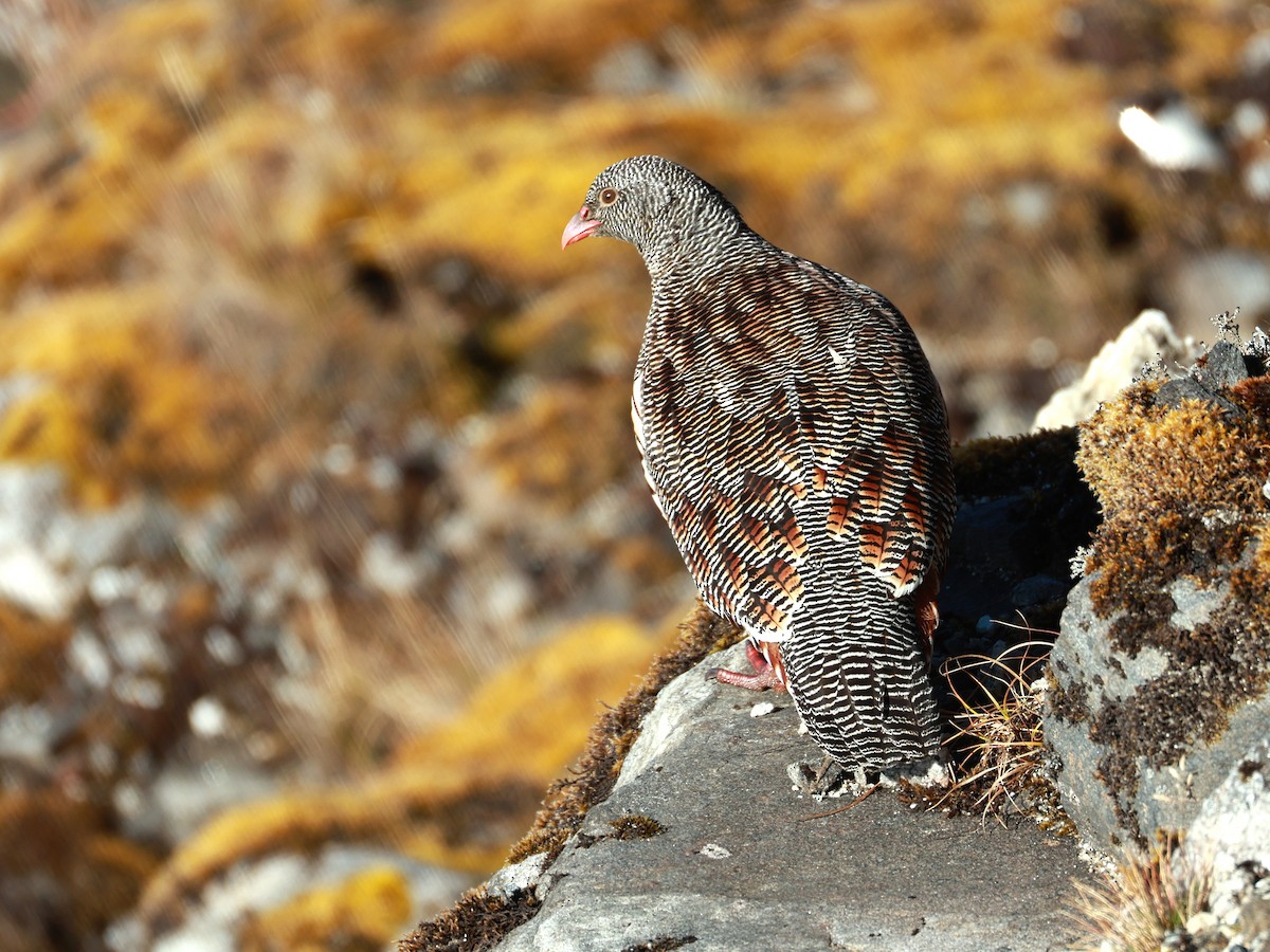 Snow Partridge - ML646893533