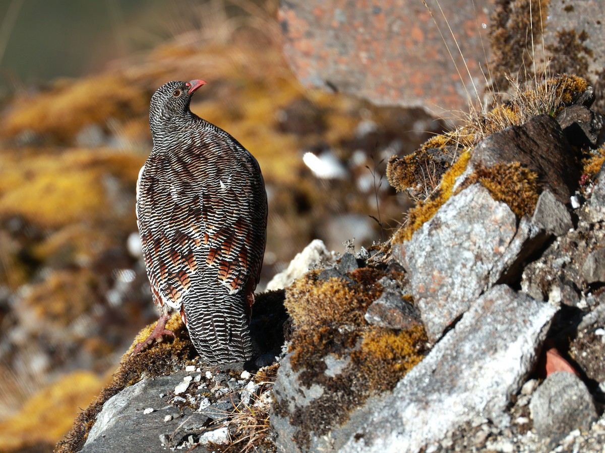 Snow Partridge - ML646893534