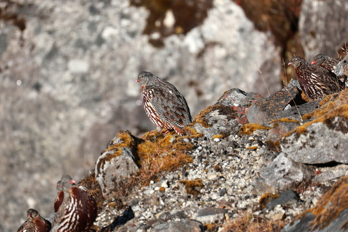Snow Partridge - ML646893535