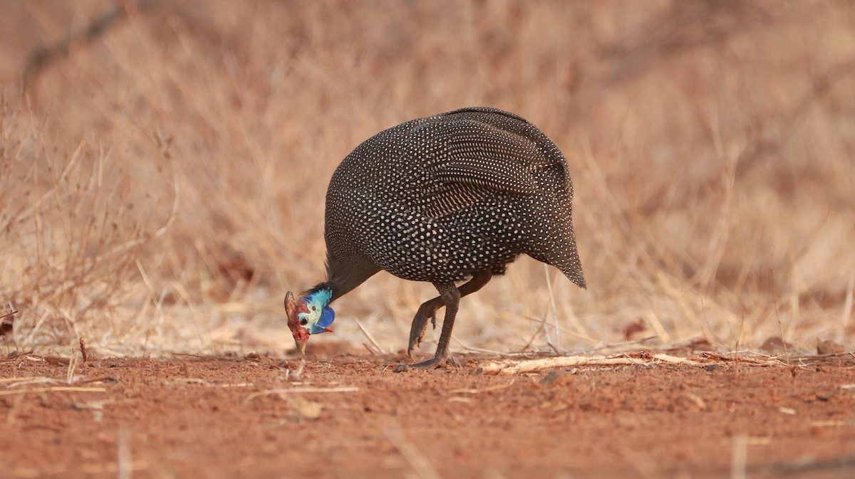 Helmeted Guineafowl - ML646893536