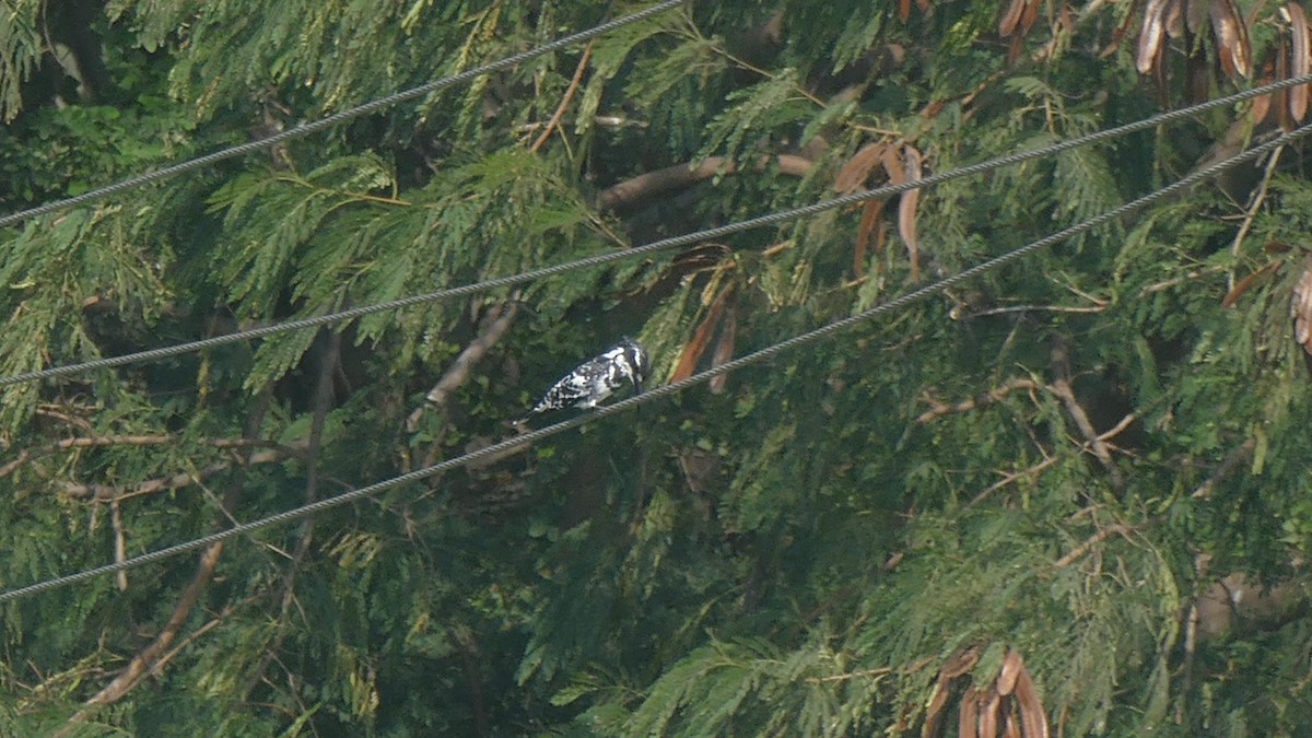 Pied Kingfisher - ML646893537