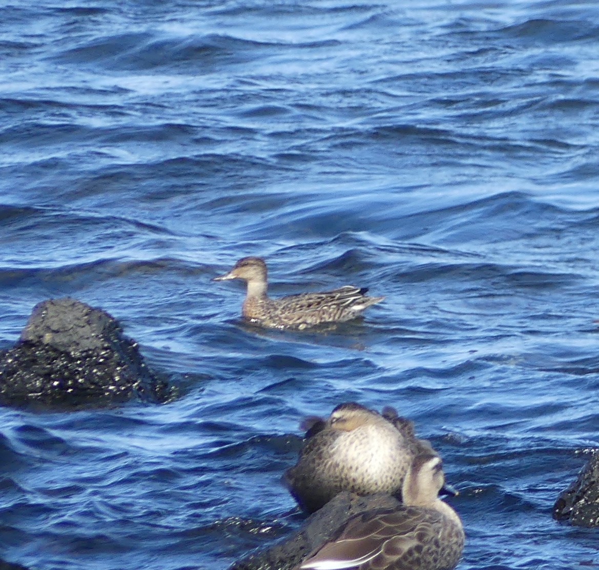 Green-winged Teal (Eurasian) - ML646893538