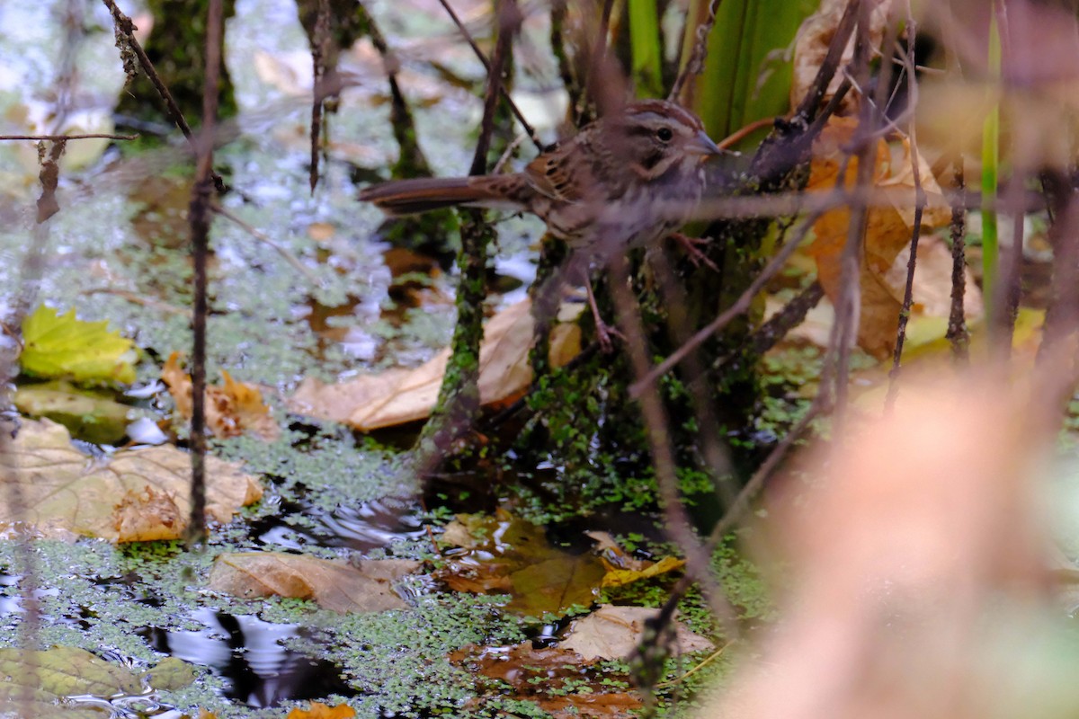 Song Sparrow - ML646893539