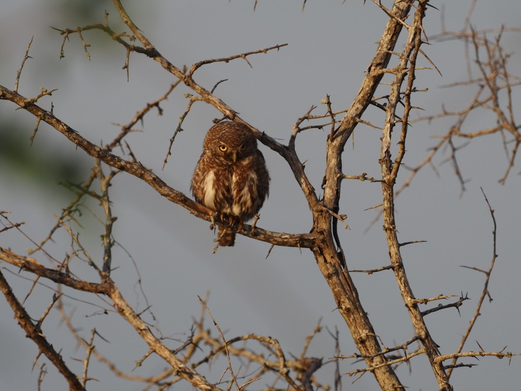 Pearl-spotted Owlet - ML646893540