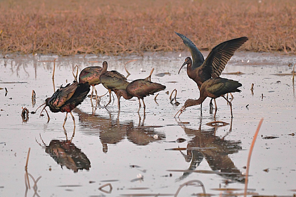 Glossy Ibis - ML646893541