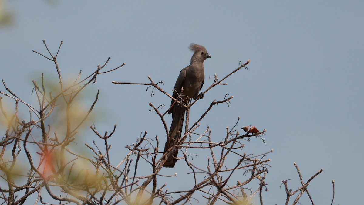 Gray Go-away-bird - ML646893542