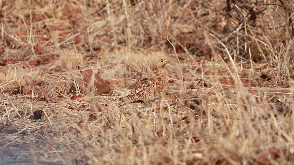 Double-banded Sandgrouse - ML646893543