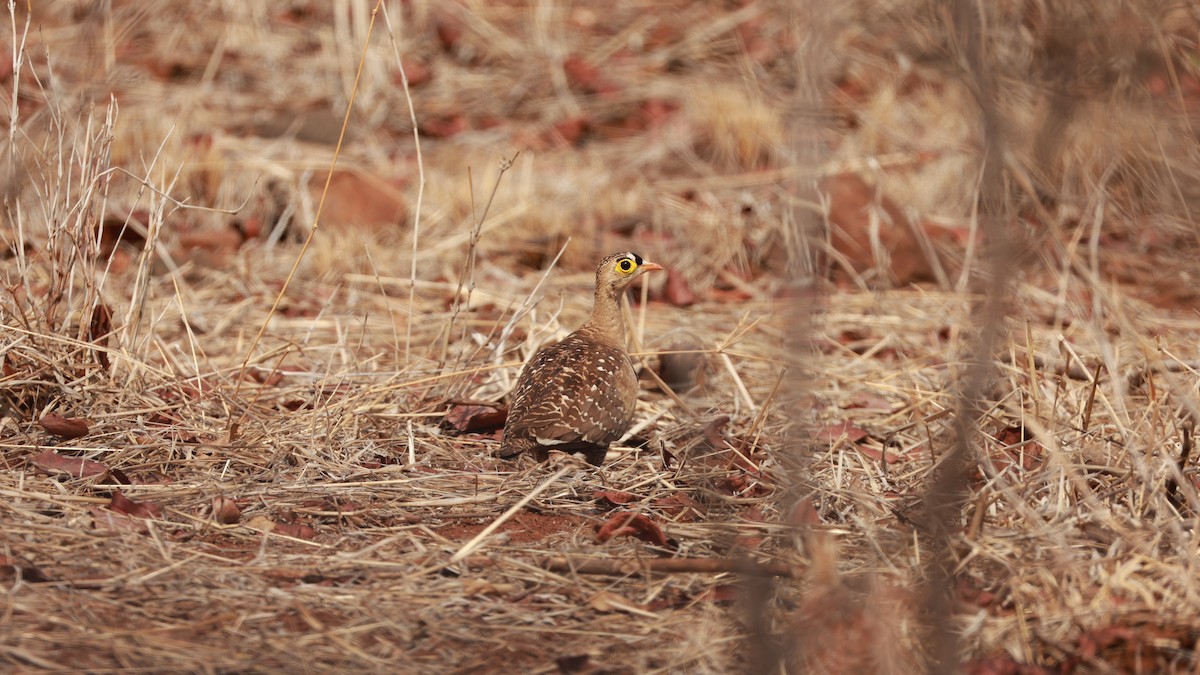 Double-banded Sandgrouse - ML646893544