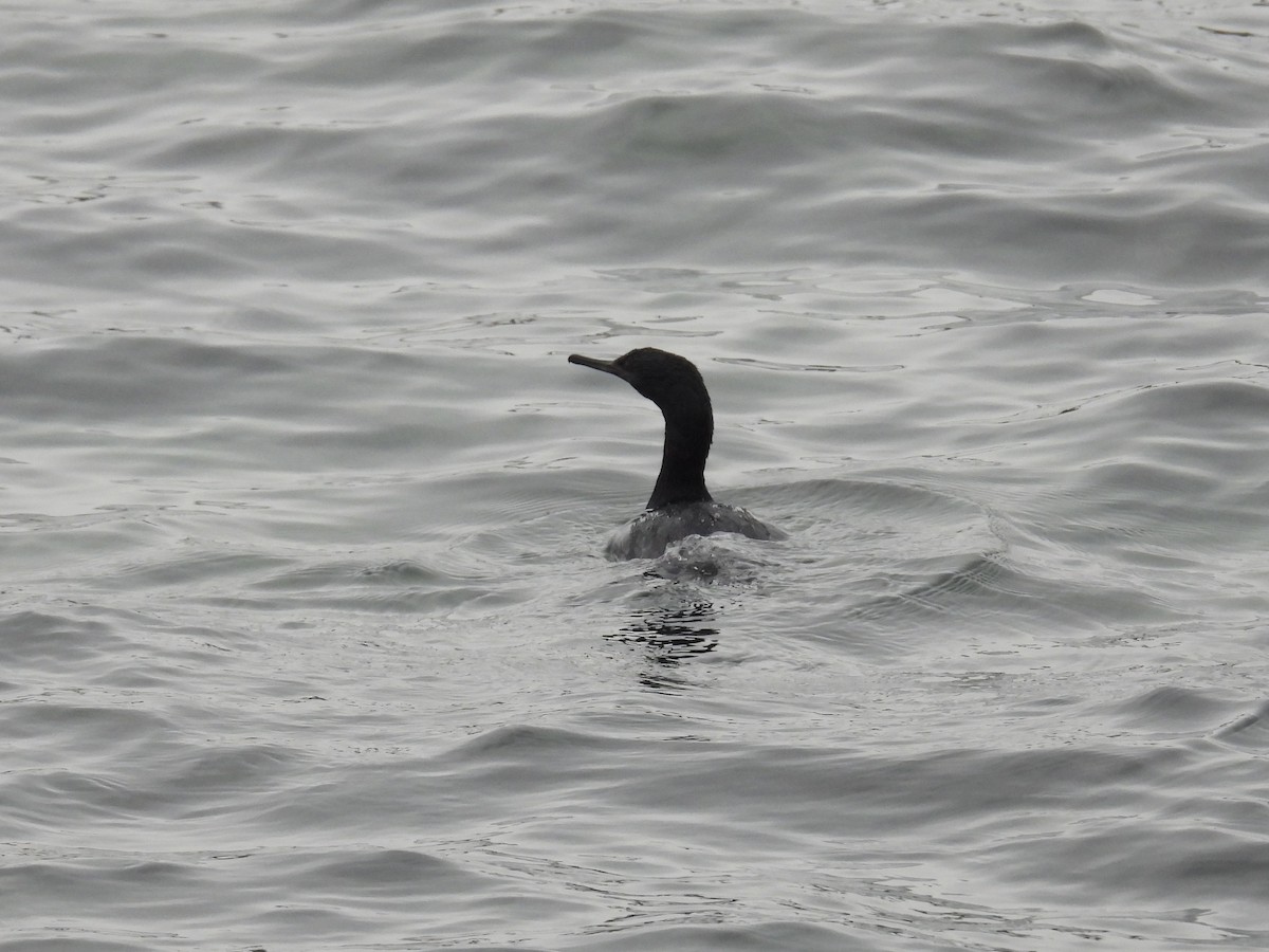 Pelagic Cormorant - ML646893545