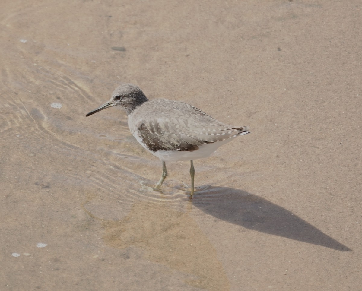 Green Sandpiper - ML646893546