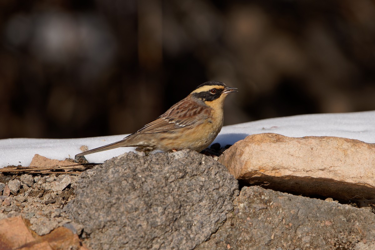 Siberian Accentor - ML646893547