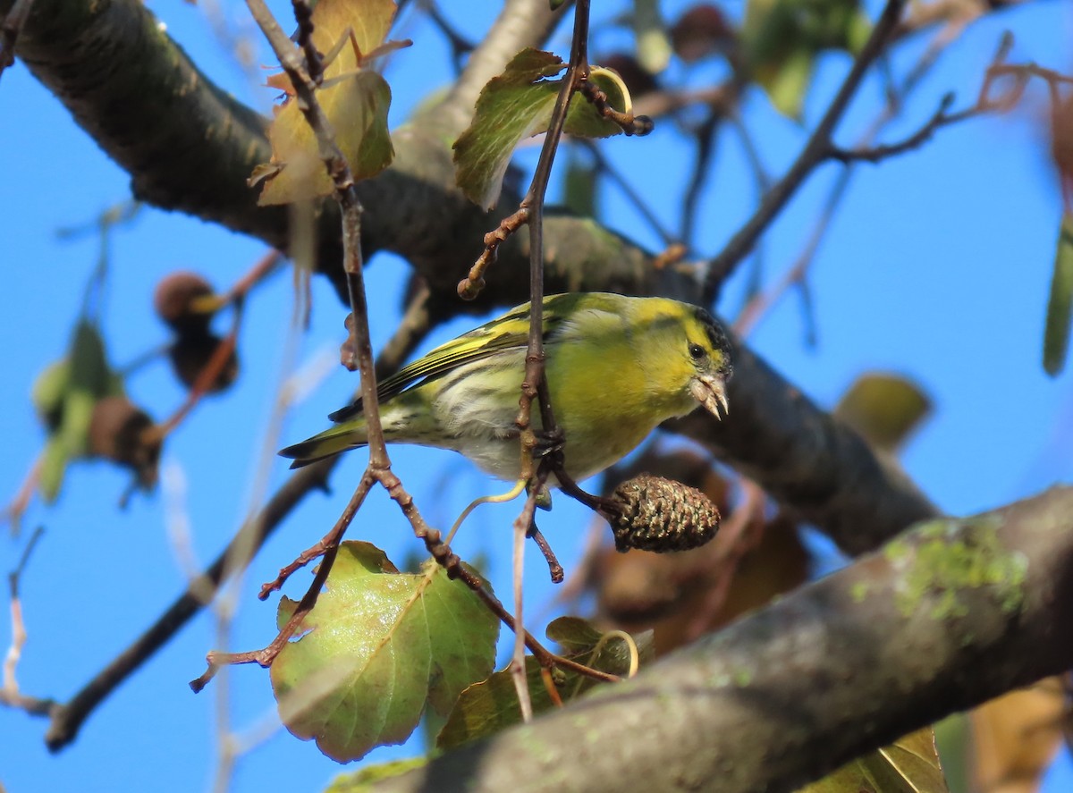 Eurasian Siskin - ML646893548
