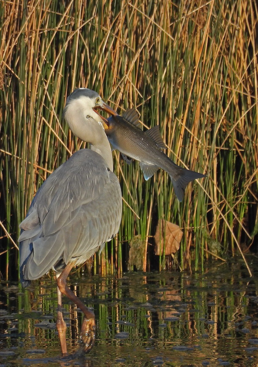 Gray Heron - ML646893549