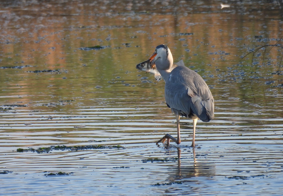Gray Heron - ML646893550