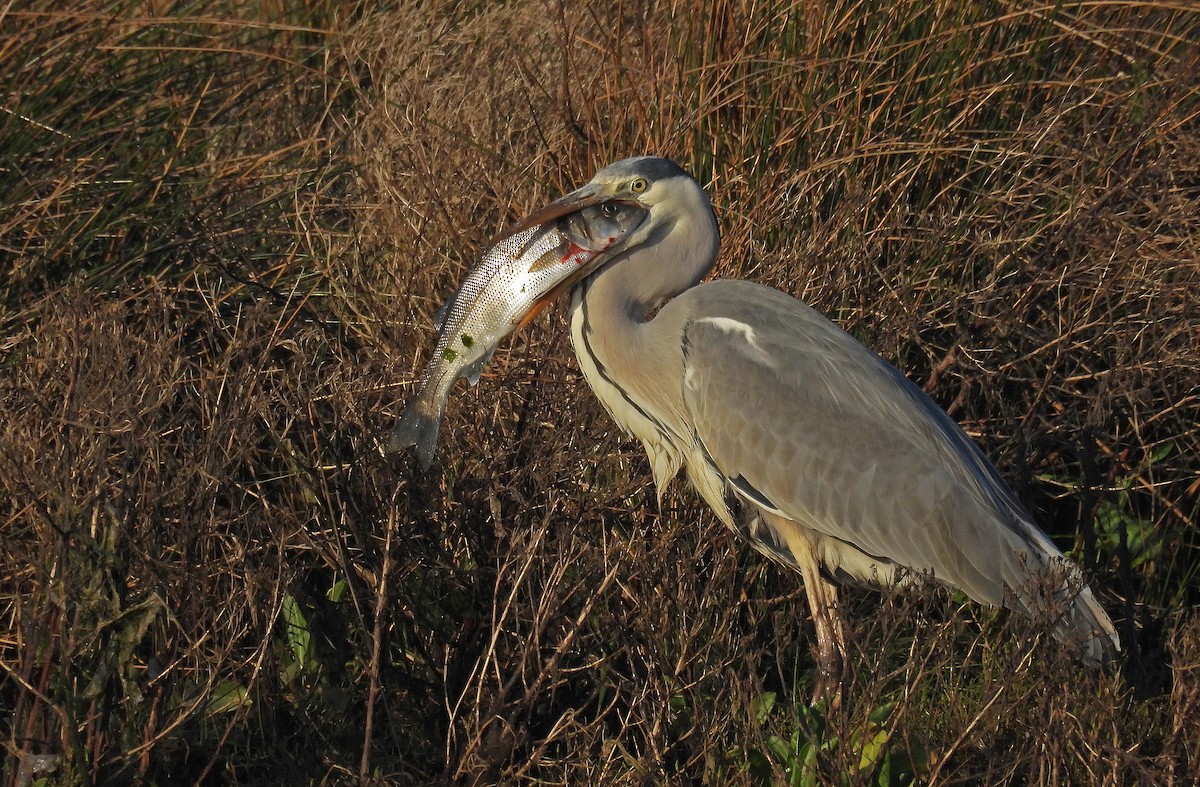 Gray Heron - ML646893551