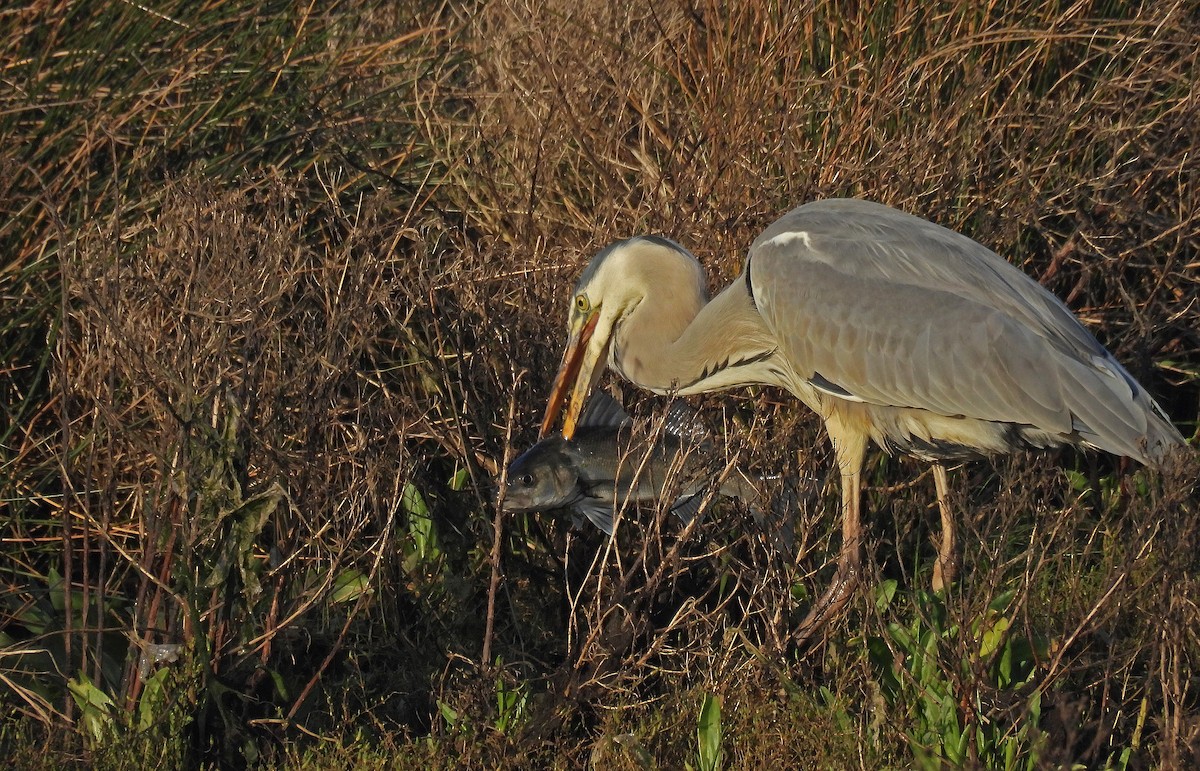 Gray Heron - ML646893552