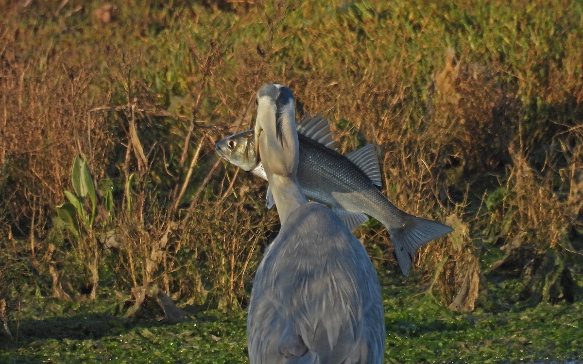 Gray Heron - ML646893553