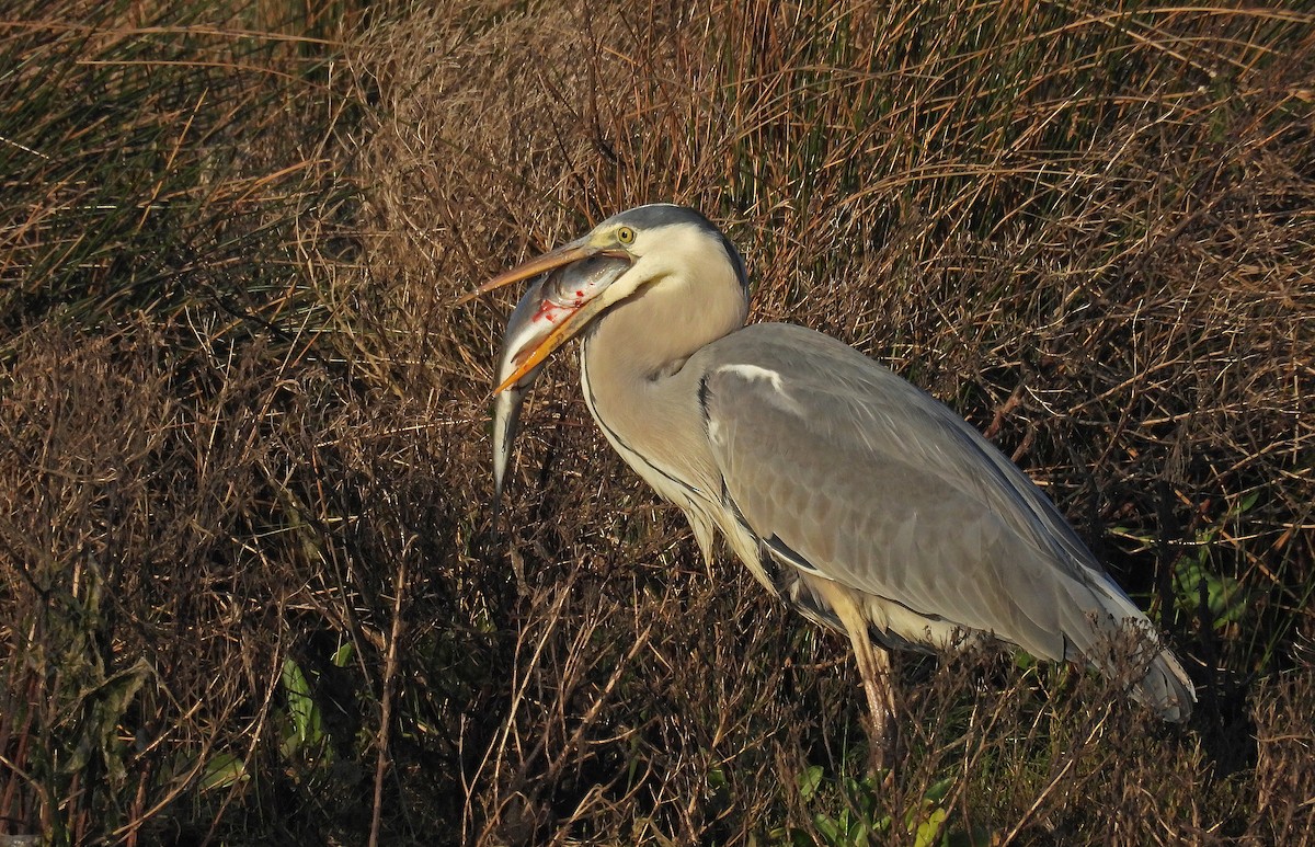 Gray Heron - ML646893554