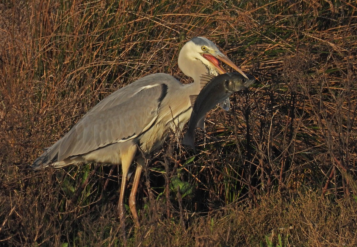 Gray Heron - ML646893555