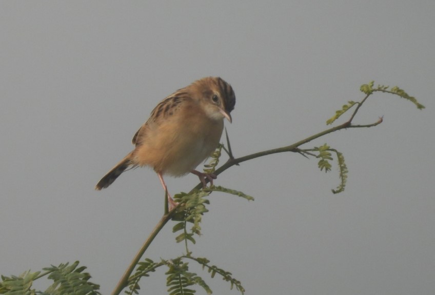 Zitting Cisticola - ML646893556