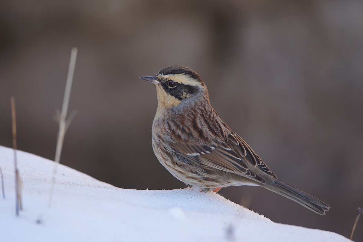 Siberian Accentor - ML646893557