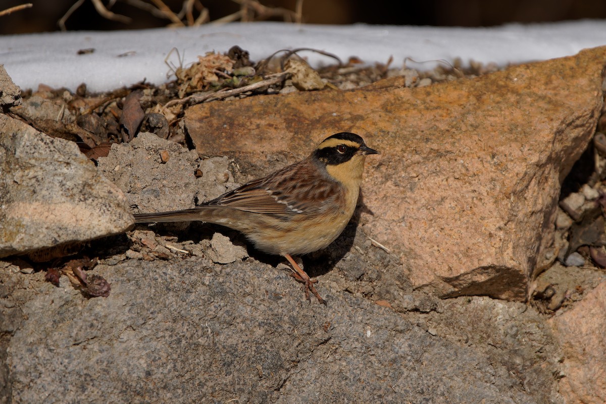 Siberian Accentor - ML646893558