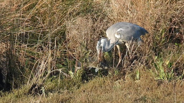 Graureiher - ML646893559