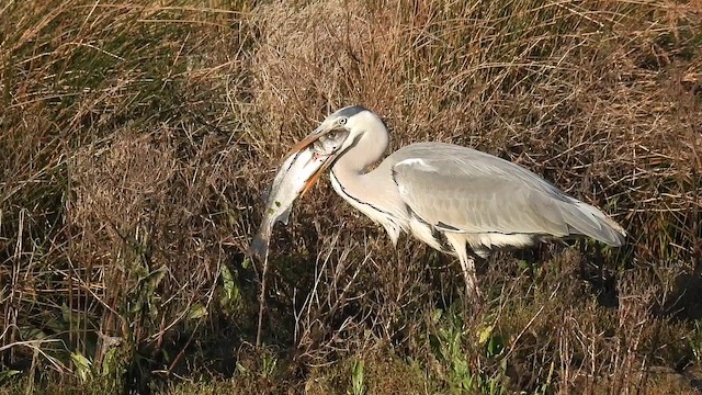 Graureiher - ML646893560