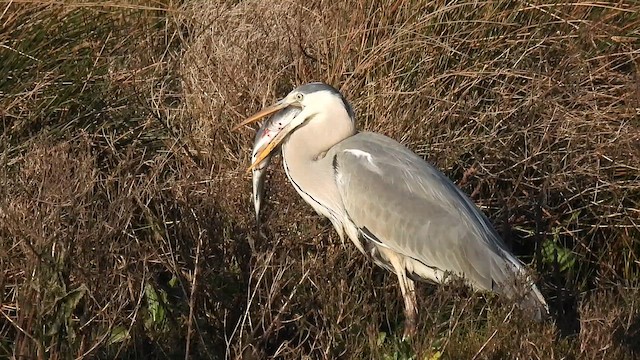 Graureiher - ML646893561