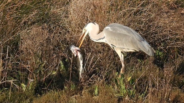 Graureiher - ML646893562