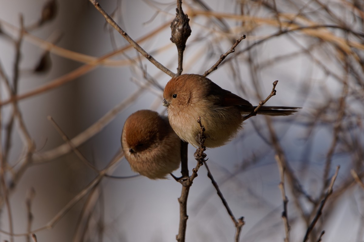 Vinous-throated Parrotbill - ML646893563