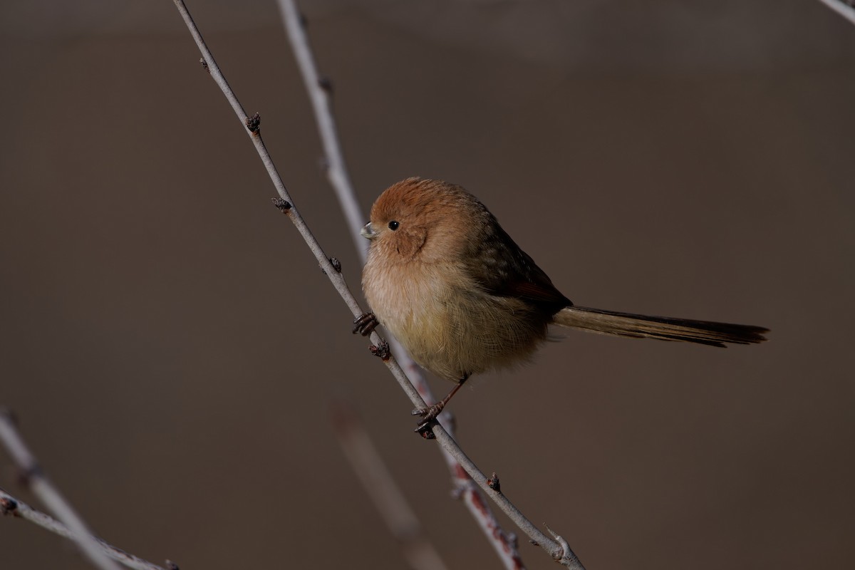 Vinous-throated Parrotbill - ML646893564