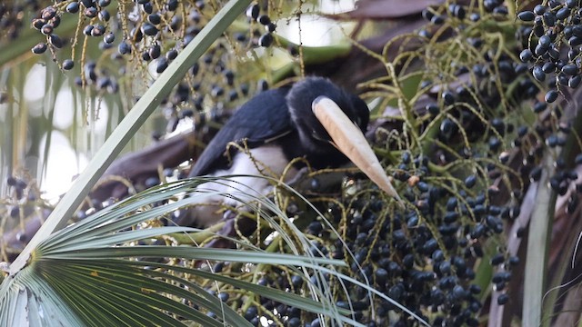 Oriental Pied-Hornbill - ML646893565
