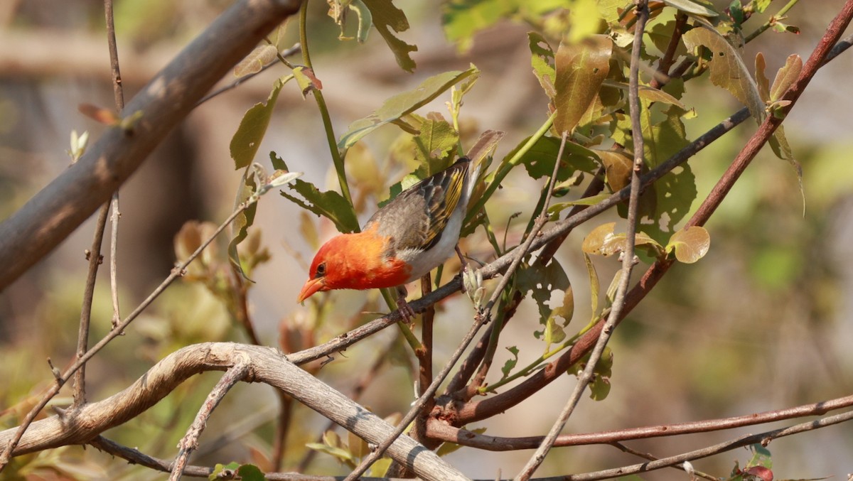 Red-headed Weaver - ML646893566