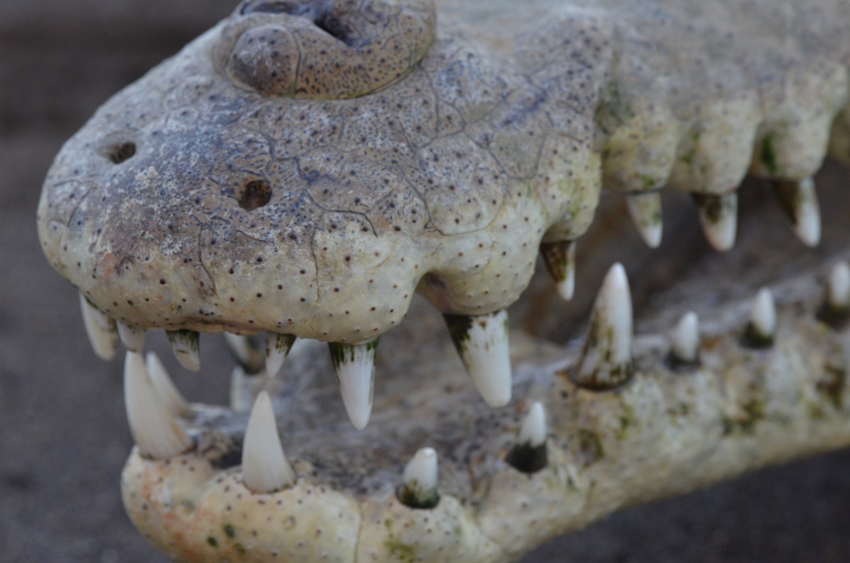 Острорылый крокодил - ML646893568