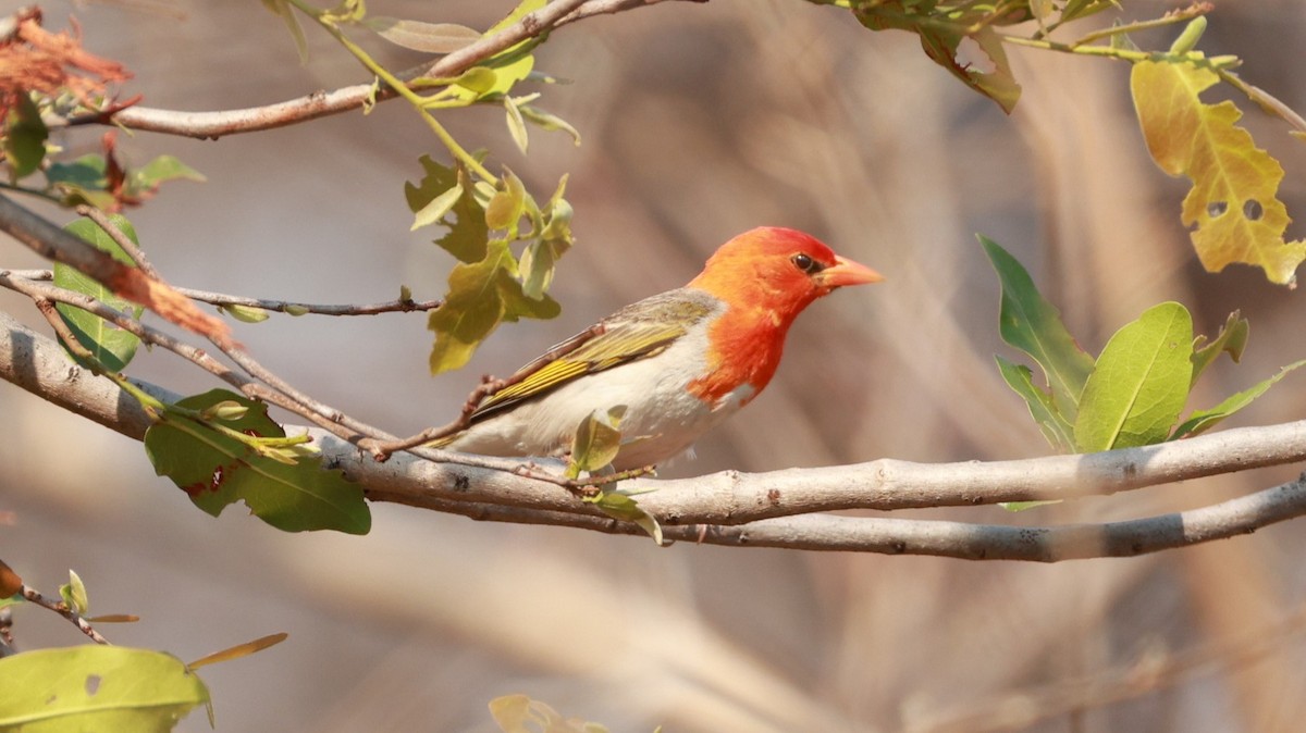 Red-headed Weaver - ML646893569