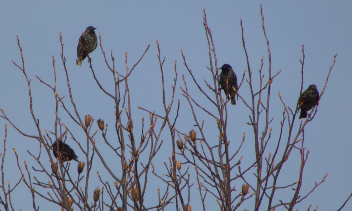 European Starling - ML646893570